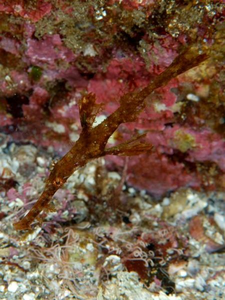 Solenostomus leptosoma (Pesce fantasma snello)